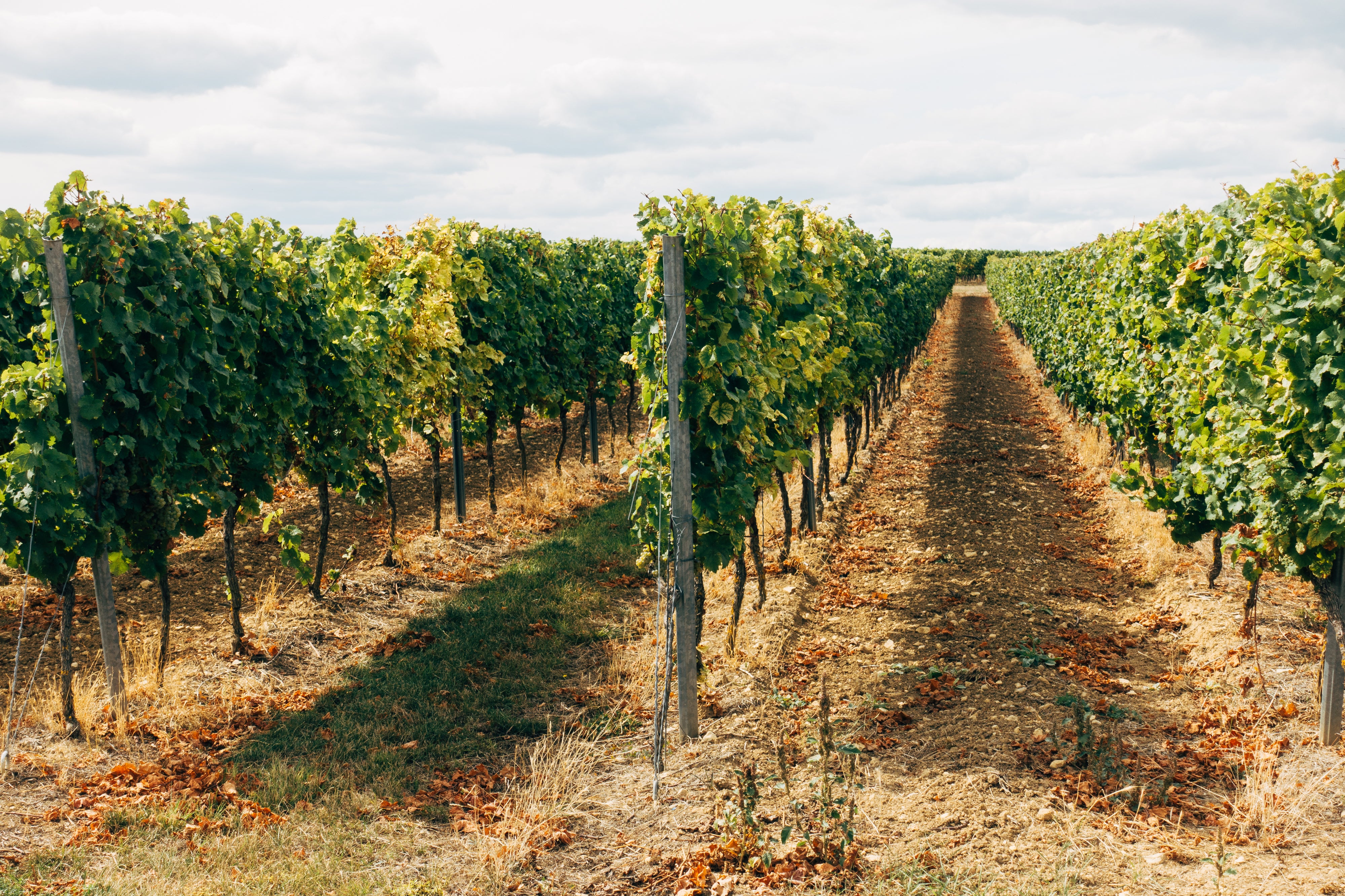 Champagne Wines - Rare Wines, Collectible Wines – European Wine